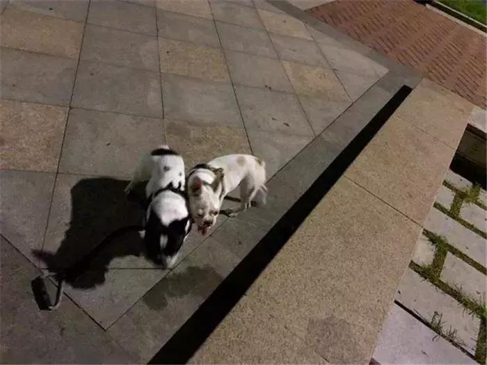 法牛洗澡没吹干,法牛洗澡的正确方法