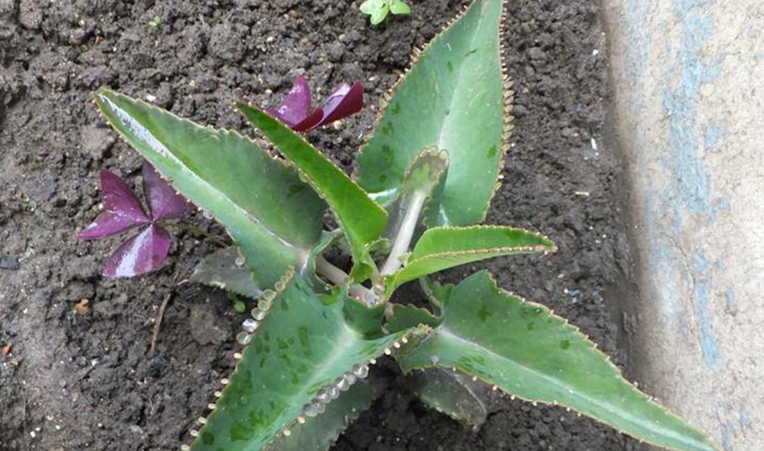 农村生根最好的植物,落地能生根的植物