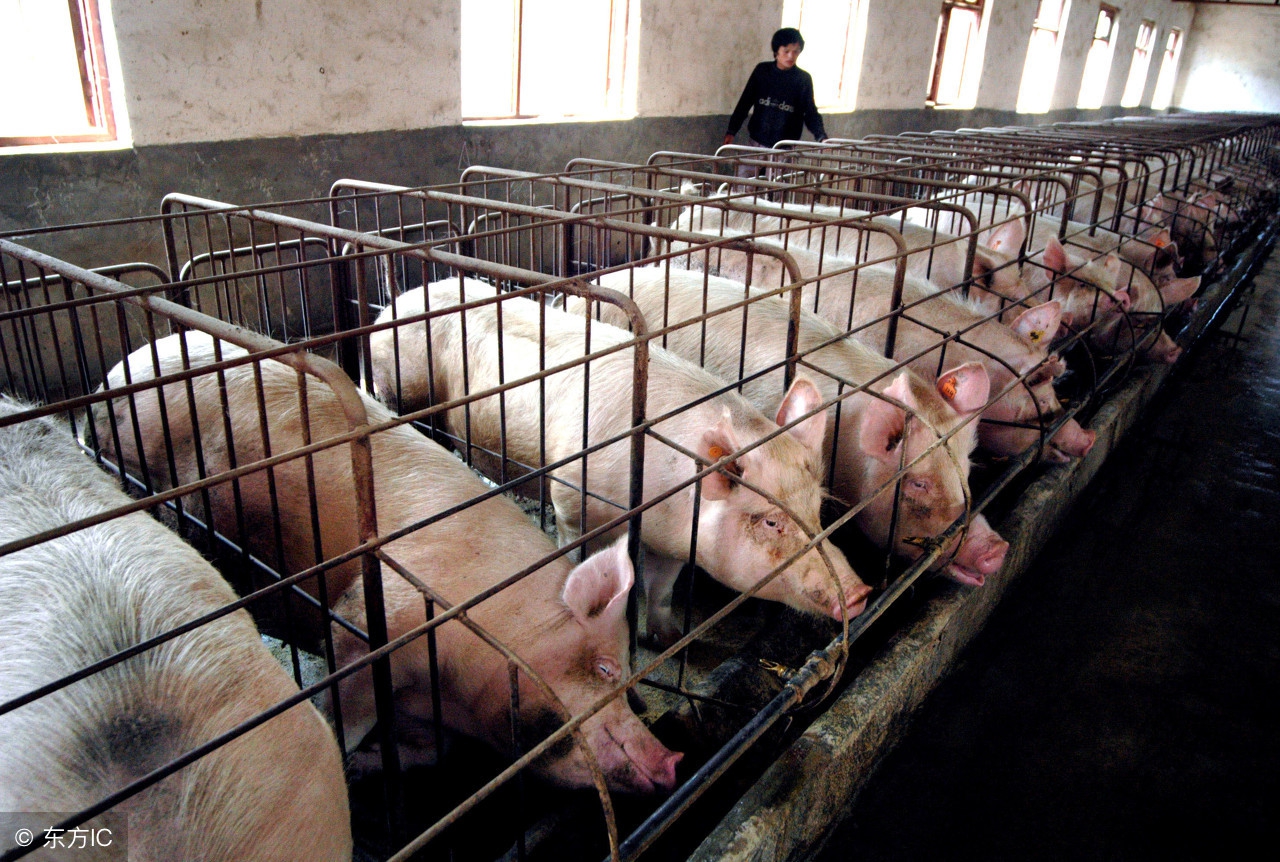 母猪要下的时候有什么症状,母猪亚健康的症状以及解决方法