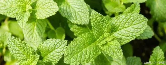 中药900味图解,一副中药30多味药是大方子吗