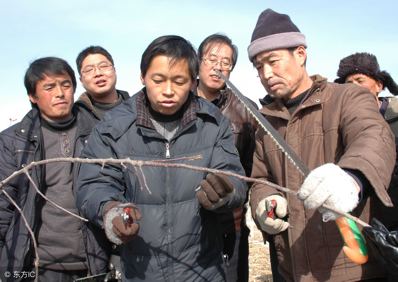 果树修剪常用手法和作用是什么,果树修剪常用技术有哪些