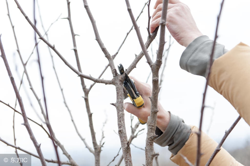 果树修剪常用手法和作用是什么,果树修剪常用技术有哪些