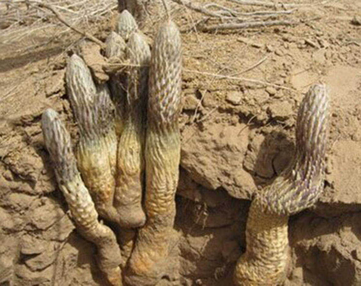 沙漠人参肉苁蓉对身体有啥好处,沙漠人参肉苁蓉吃了有什么功效