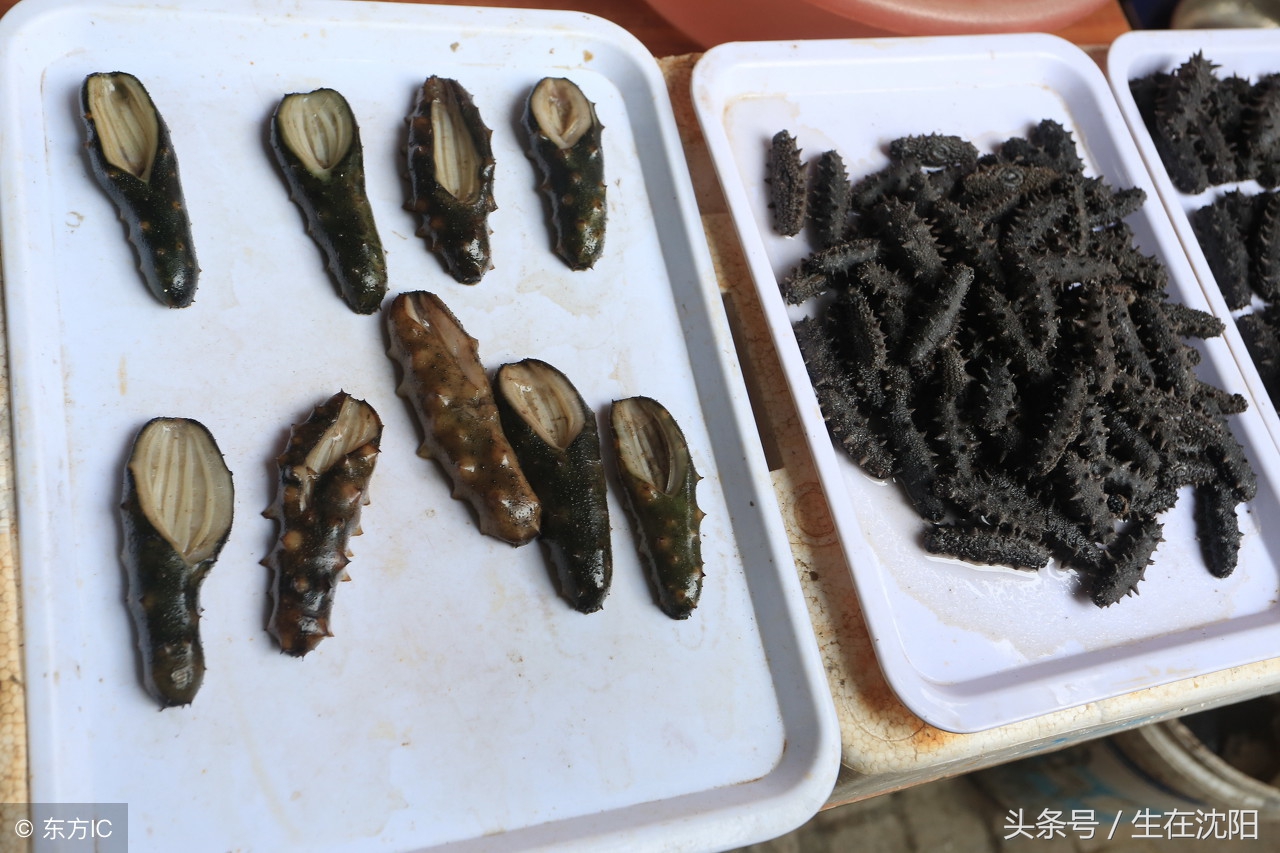 辽参的正宗照片大全,辽参野生图片大全