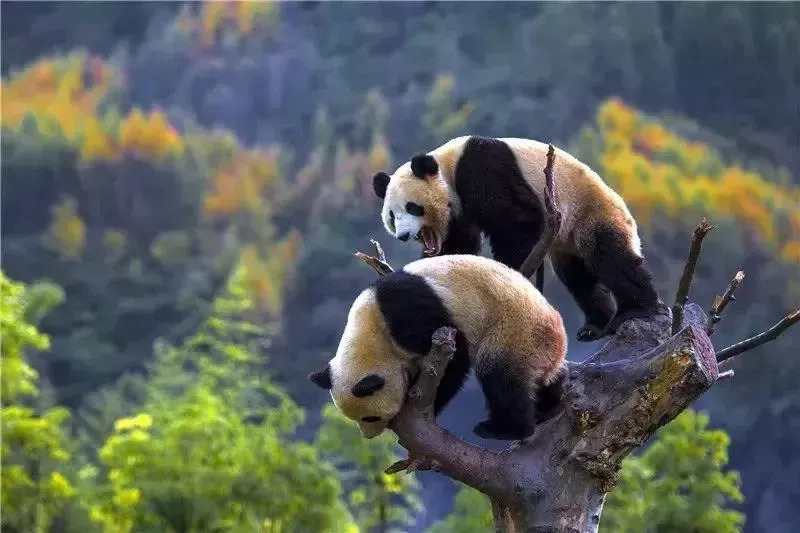 彭山景区免费政策,优待证去庐山景点全部免费吗