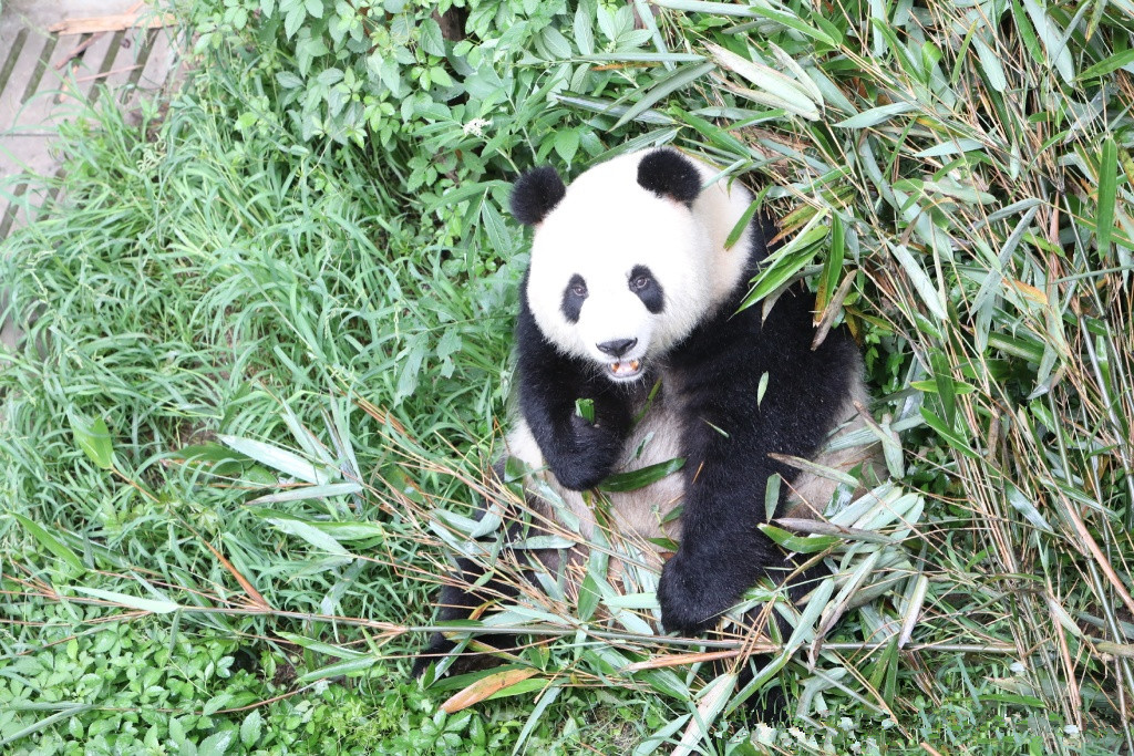 滚滚故事：大熊猫拒绝“包办婚姻”