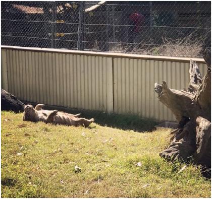 布里斯班游一游之龙柏考拉动物园,超棒澳洲住宿推荐