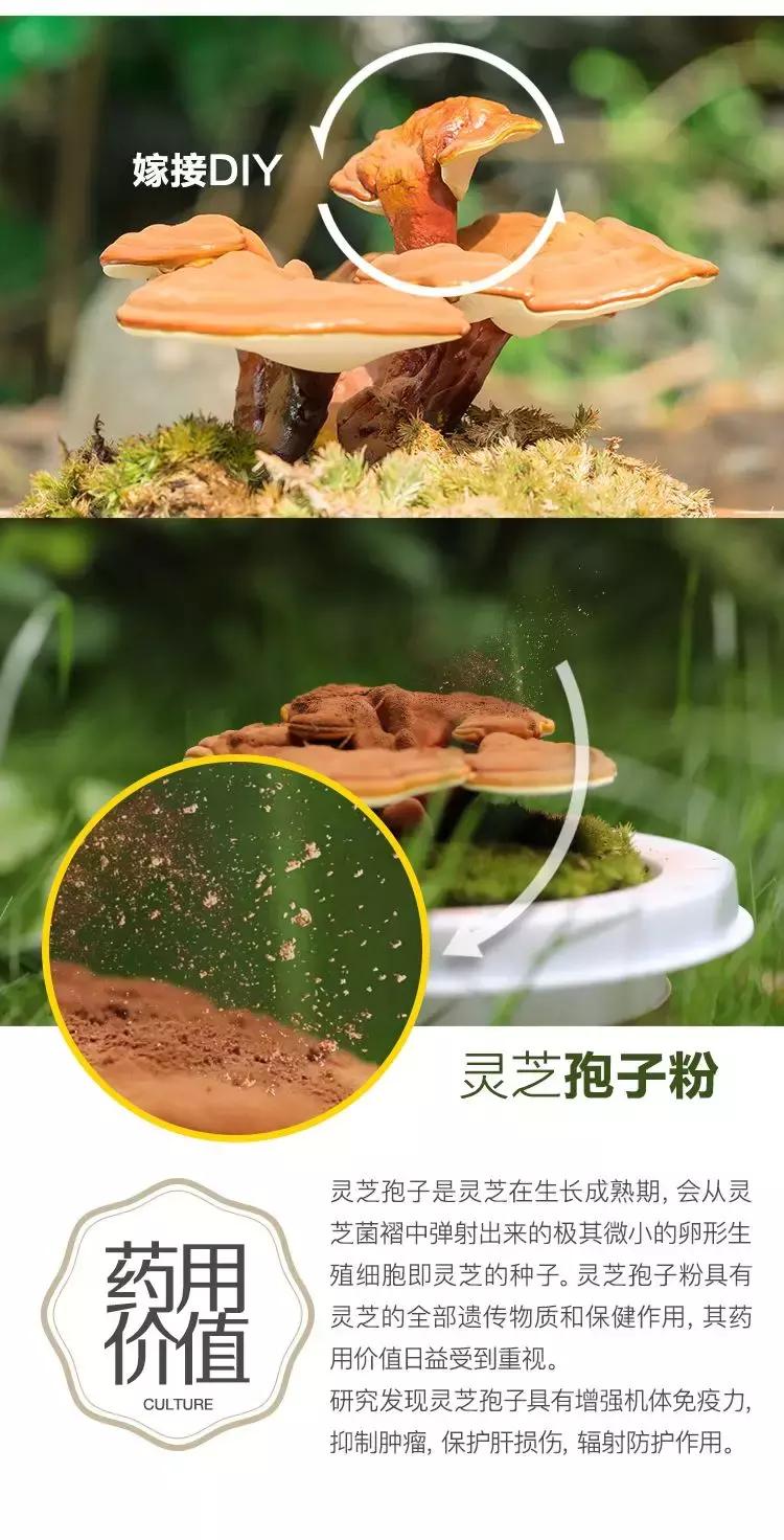 悦木之源菌菇水有中药味吗,悦木之源菌菇水油皮