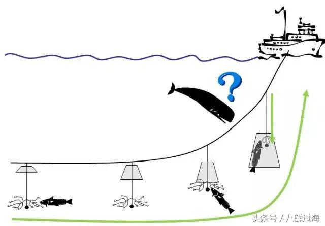 银鳕鱼延绳钓,长钩柄鱼钩钓鲫鱼