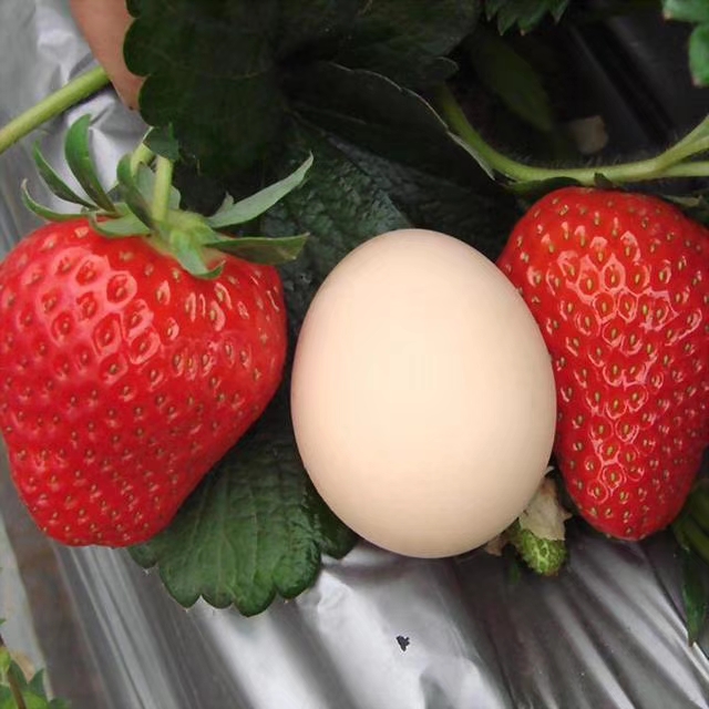 草莓怎么防止冻死,草莓冬天怎么防止冻伤