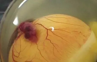 吃蛋的十大好处,种蛋营养价值及功效