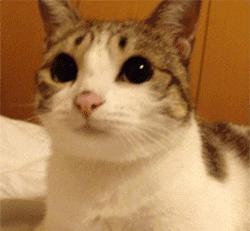 南郑不礼让斑马线违法车辆曝光,不礼让斑马线交通违法提醒