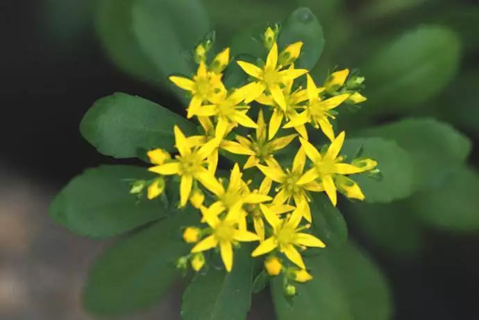 百草园食补养生,百草园二十种草药