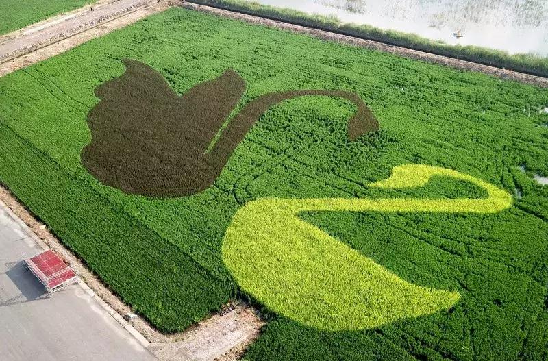 宁波花海网红打卡地,宁波镇海十七房花海