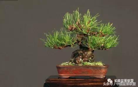 微型盆景拇指盆批发,微型盆景小摆件厂家批发