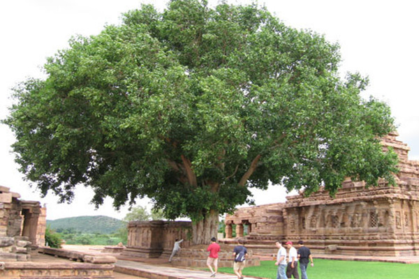 五台山第一寺佛林寺,五台山菩提寺重建项目