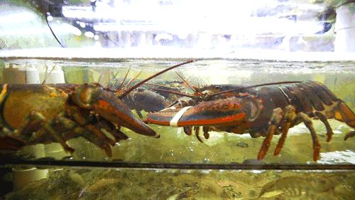 汕头人一般在哪吃海鲜,汕头人喜欢吃的海鲜