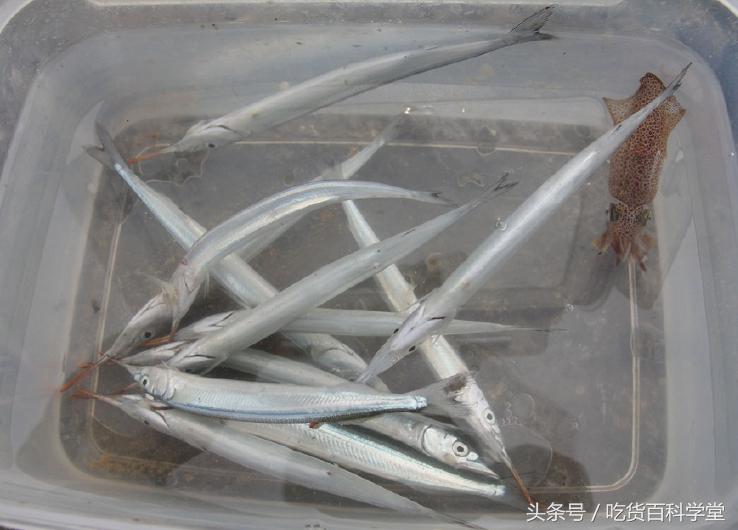 不带刺的小海鱼有哪些,无刺无鳞的小海鱼