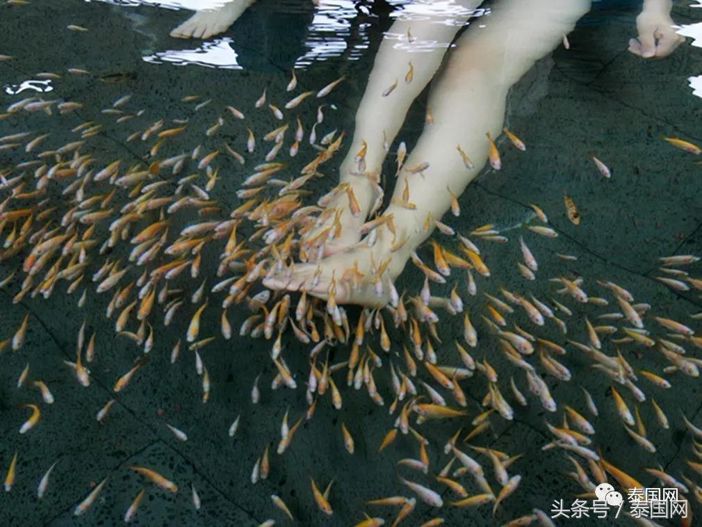 火遍全泰的这种“小鱼啃脚Spa”,你可知有多大健康风险?