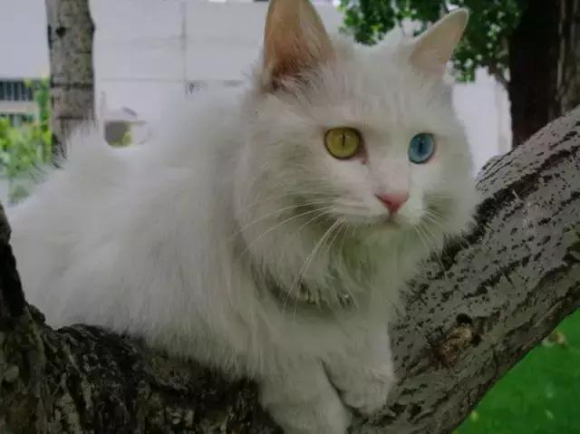 人们为什么瞧不起土猫?「科瑞卡科普」