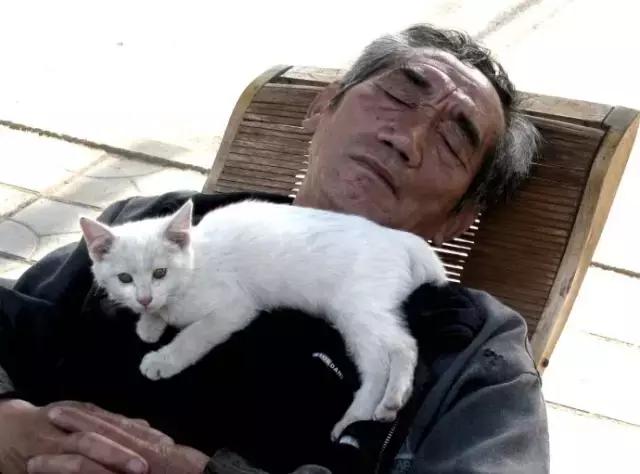 人们为什么瞧不起土猫?「科瑞卡科普」