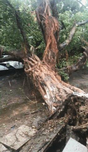 山竹现在情况怎么样,山竹最新消息东莞