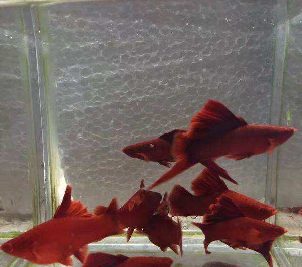 红箭鱼苗怎么喂食,红箭球鱼怎样挑选