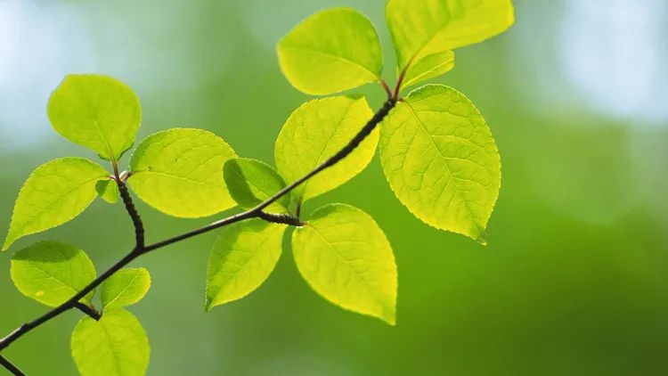 怎么可以使照片的各个色彩更鲜艳,让照片局部色彩艳丽又不失真