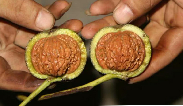 赢得了赌局却输了自来也,赢得了胜利却输给了别人