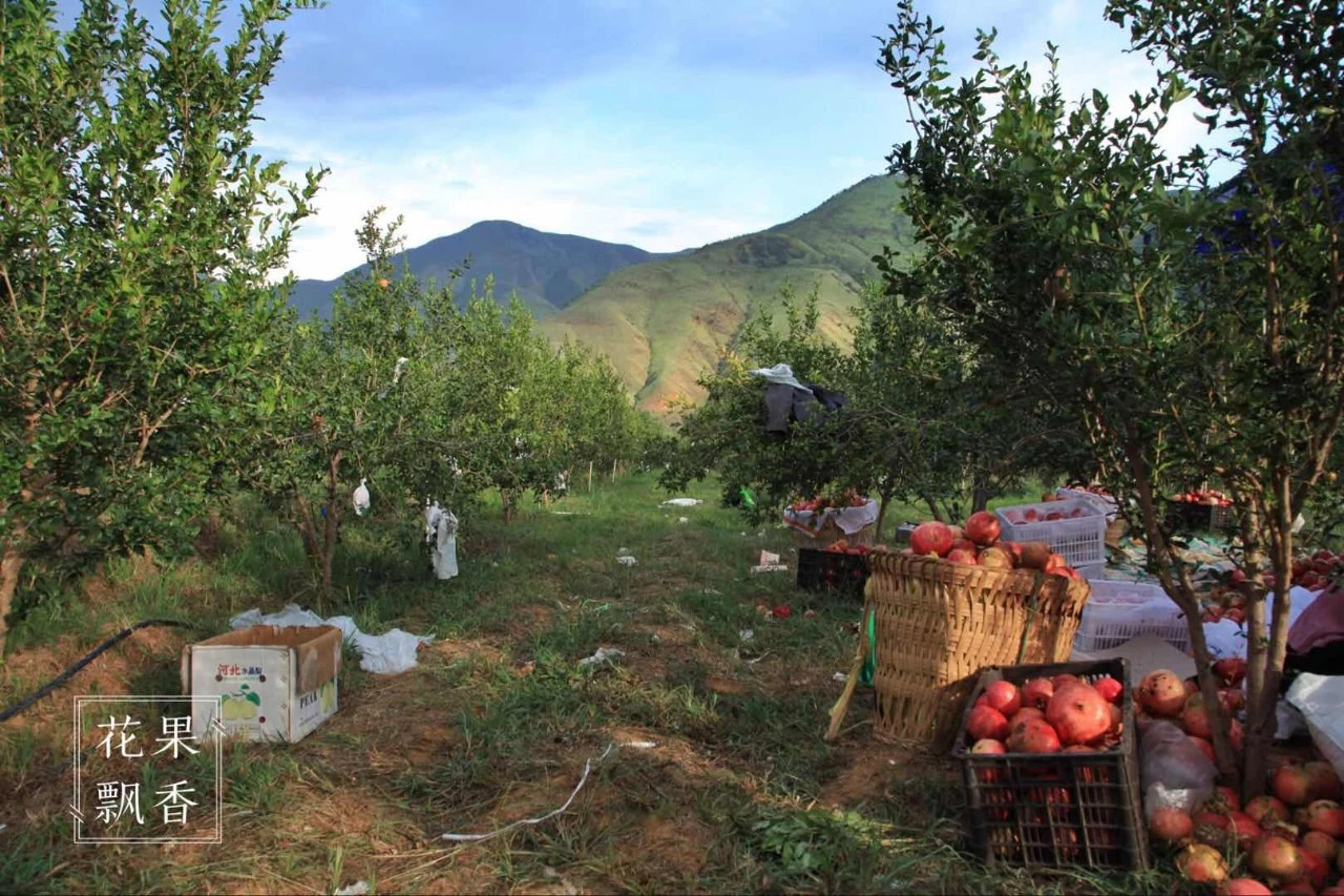 热门产业伤心事：软籽石榴的价格居然会低到2.5元一斤
