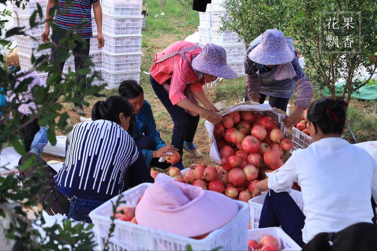 热门产业伤心事：软籽石榴的价格居然会低到2.5元一斤