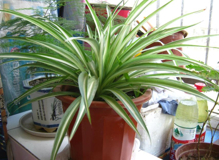 吊兰叶子总是会折断,吊兰叶子打折是怎么回事