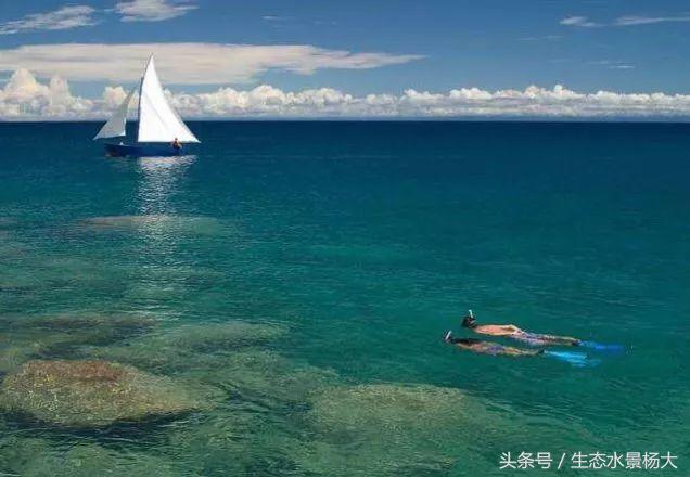马拉维湖慈鲷口孵品种,马拉维湖岩栖慈鲷