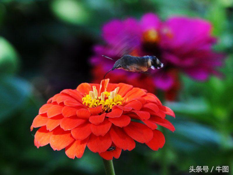 戚振林｜乳业教父郑俊怀和他的红星集团