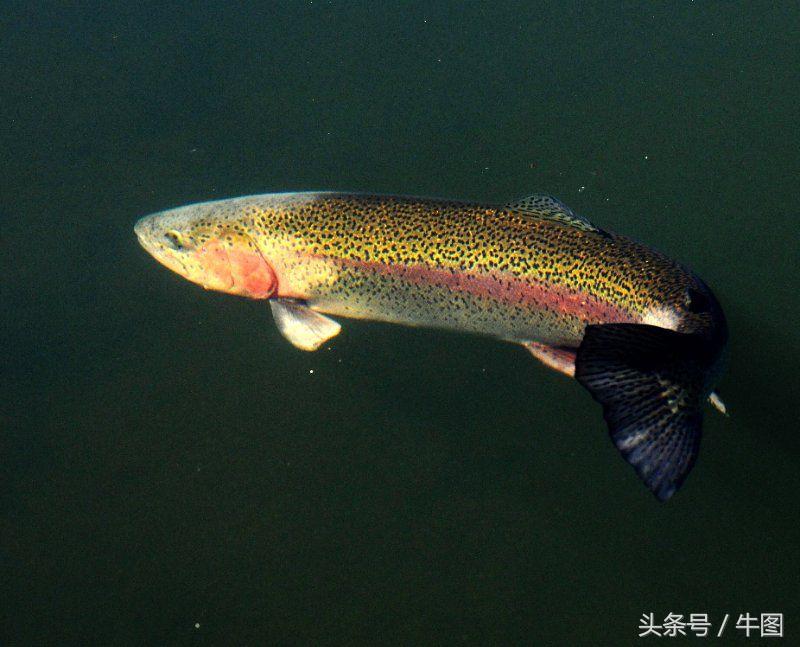 戚振林｜乳业教父郑俊怀和他的红星集团