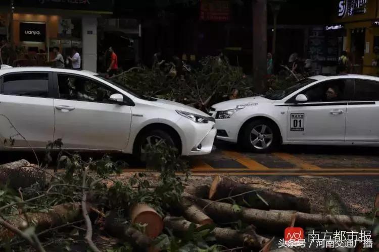 “山竹”过后首个工作日：广东人爬树都要去上班！