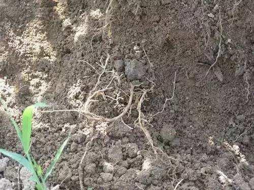 柑橘烂根如何解决,柑橘树苗出现烂根怎么回事