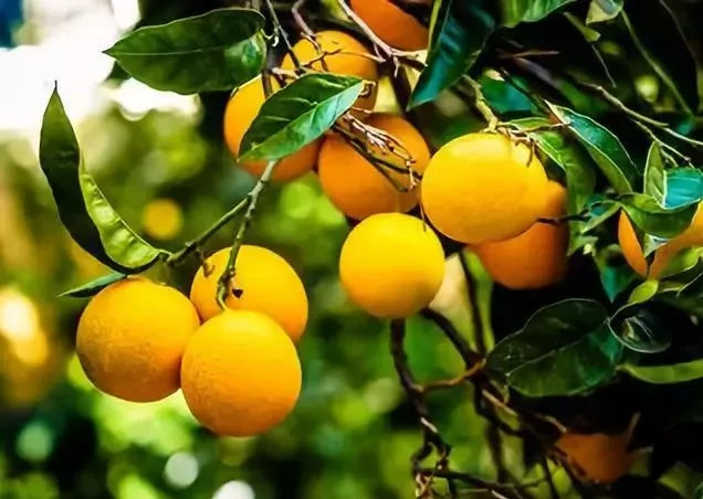 台湾神秘柠檬王，我们喝的手摇柠檬饮，每两杯就有一杯来自他