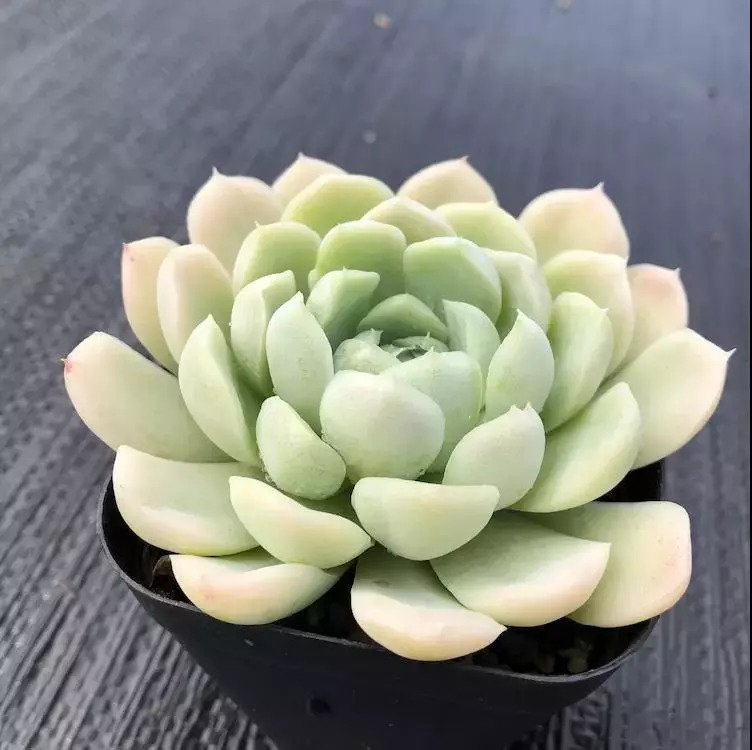 这个秋天，还在愁家里没有美肉吗？超高颜值的法师、冰梅等你来抢购！