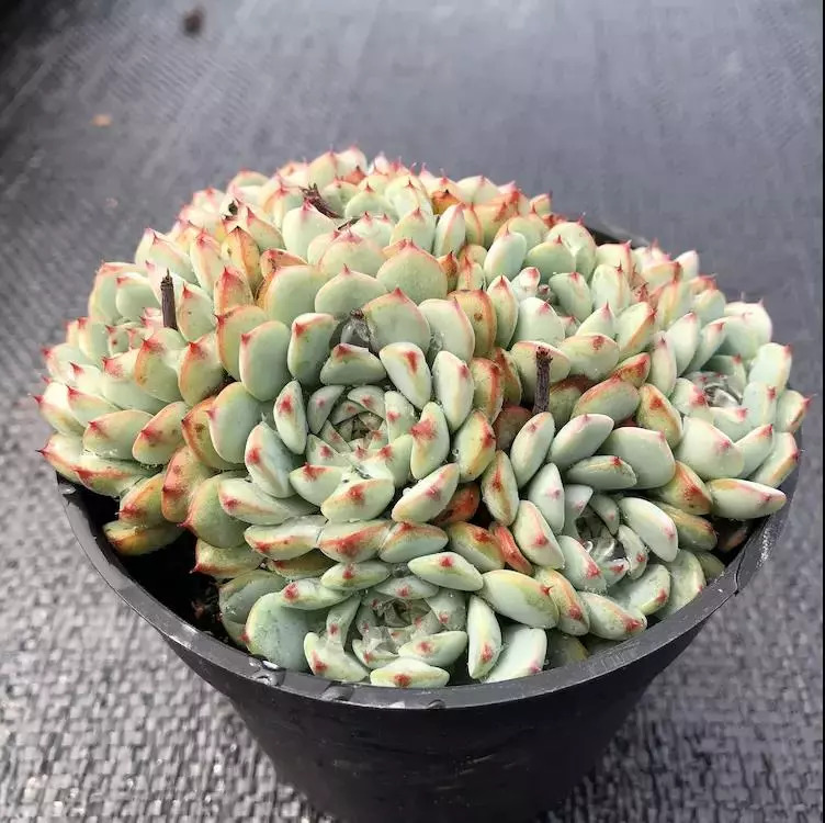 这个秋天，还在愁家里没有美肉吗？超高颜值的法师、冰梅等你来抢购！