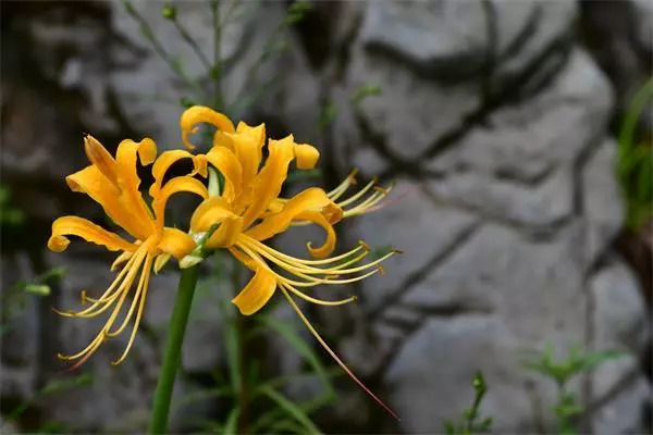 植物调查心得体会,考察植物种类实践活动心得体会
