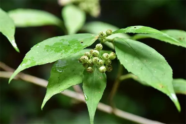 植物调查心得体会,考察植物种类实践活动心得体会