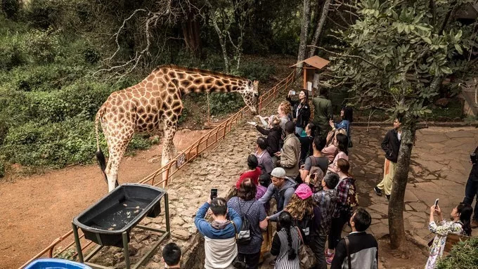 最恐怖的拍摄经历｜我在非洲被长颈鹿强吻了……