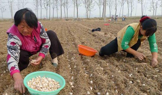 “七栽八不栽，九栽没蒜薹”，大蒜已到种植时，栽种时要谨记3点
