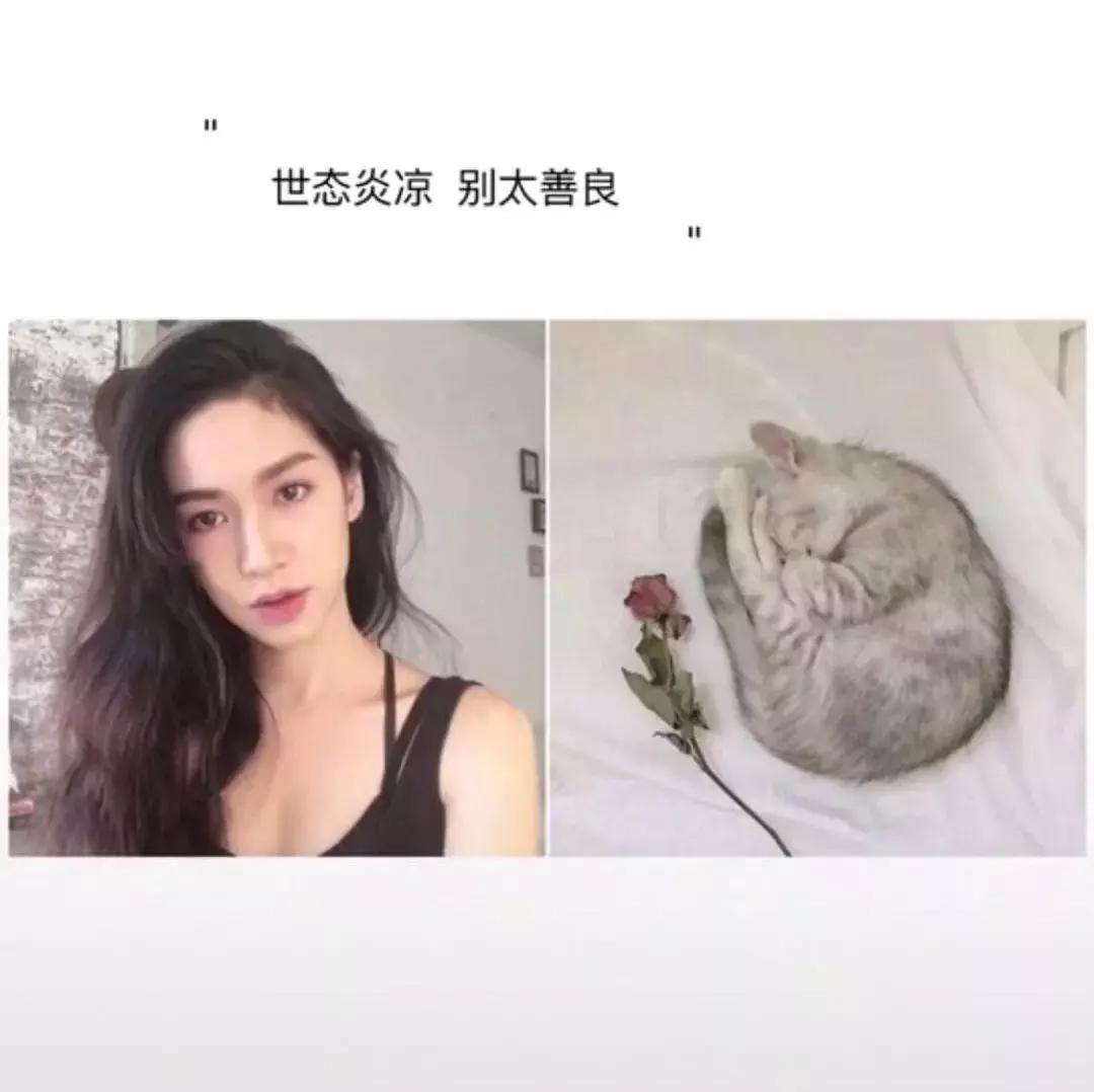 吐槽大会狗狗事件,吐槽大会泰迪犬