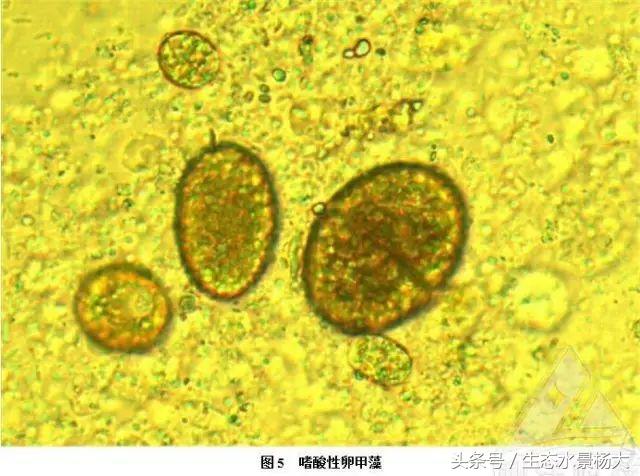 观赏鱼白点病严重吗,观赏鱼白点病一招解决