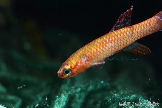 观赏鱼白点病严重吗,观赏鱼白点病一招解决