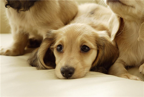 卫佳八和卫佳五建议打哪个,卫佳疫苗五联和八联的区别