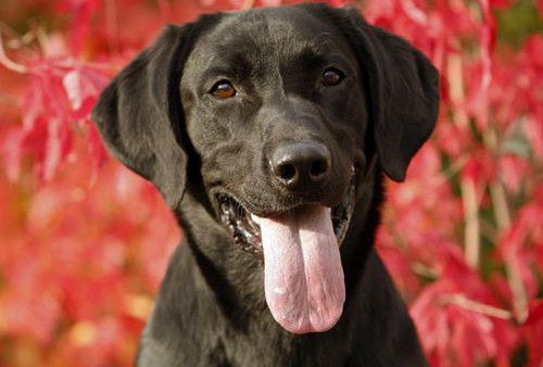 卫佳八和卫佳五建议打哪个,卫佳疫苗五联和八联的区别