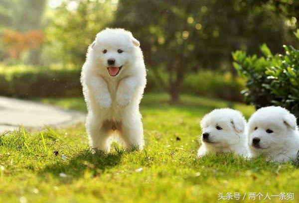 萨摩耶为啥叫微笑天使,萨摩耶的特点有哪些